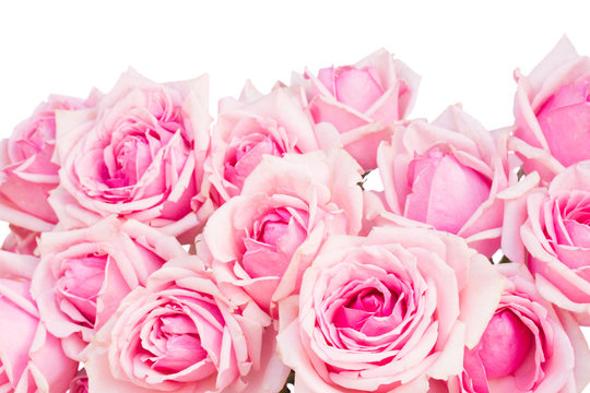 border of  pink garden roses