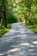 slightly lit road in the forest