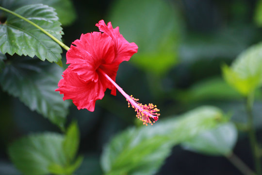 red hibiscus