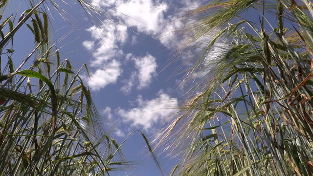 Ripe barley barleycorn plant crop ears move in wind