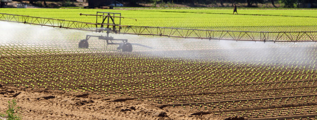 intensive irrigation in vegetable field in summer