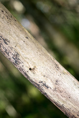 a branch of old tree