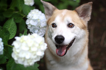 笑顔の犬と紫陽花
