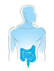 anatomy vector