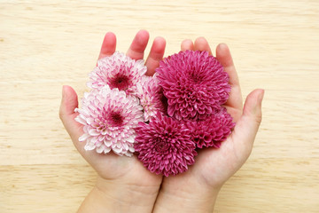 pink flowers asters in little hands