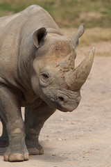 White Rhino 9034