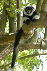 Black and White Ruffed Lemur 9060