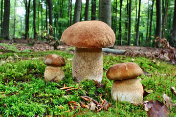 Mushroom boletus