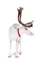Reindeer or caribou, on the white background