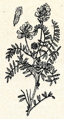 Woolly Milkvetch (Oxytropis pilosa)