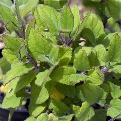 Sardiniensalbei, Salvia desoleana,