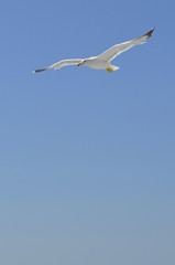 seagull flying on blue background