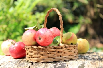 korb mit äpfel im obstgarten