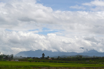 Obraz premium Green rice field