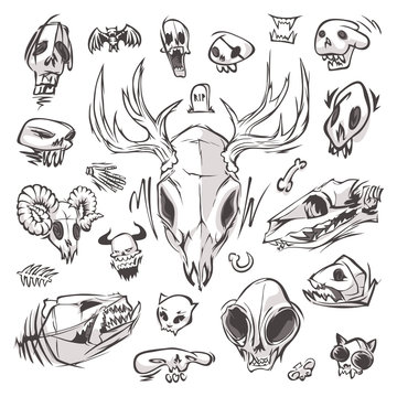 Diverse Skulls and Bones Set