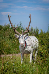 Female reindeer or caribou outdoors