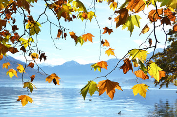 Autumn leaves against mountain lake. Switzerland