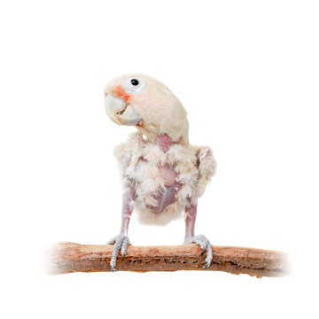 Tanimbar corella or Goffin's cockatoo on white