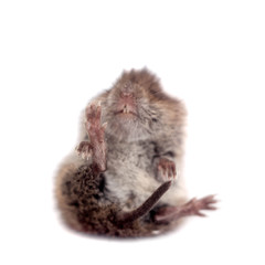 Common Vole, 3 weeks old, on white