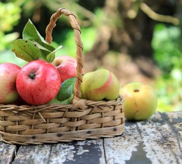 äpfel im korb und apfelbaum