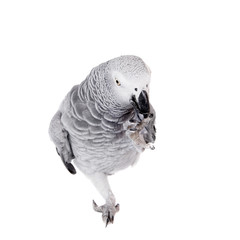 African Grey Parrot, isolated on white background