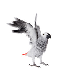 African Grey Parrot, isolated on white background