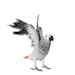 Foto op Canvas Afrikaanse grijze papegaai, geïsoleerd op een witte achtergrond © Farinoza