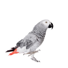 African Grey Parrot, isolated on white background