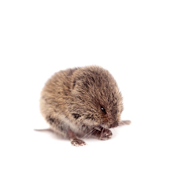 Common Vole, 3 weeks old, on white © Farinoza