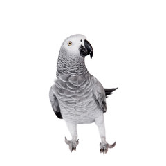 African Grey Parrot, isolated on white background