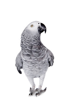 Fototapeta African Grey Parrot, isolated on white background