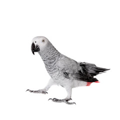 Naklejka premium African Grey Parrot, isolated on white background