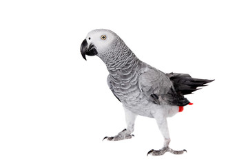 African Grey Parrot, isolated on white background