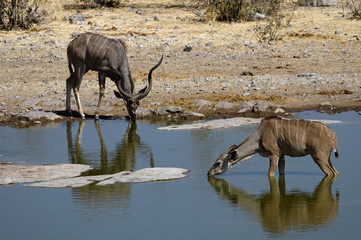 Male and female Kudu drinking