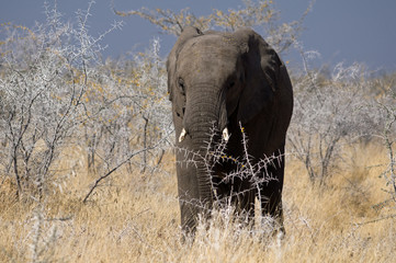 Desert elephant in Damaraland