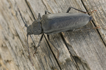 Female Ergates faber on wood
