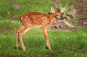 White-Tailed Deer Fawn (Odocoileus virginianus) Stands