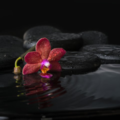 spa concept  of dark purple orchid (phalaenopsis) with bud, zen