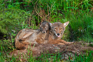 Coyote (Canis lantrans) with Tongue Out and Pup