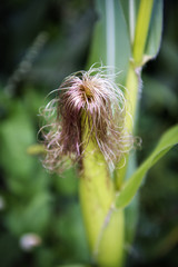 corn plant © Wolfgang Zwanzger