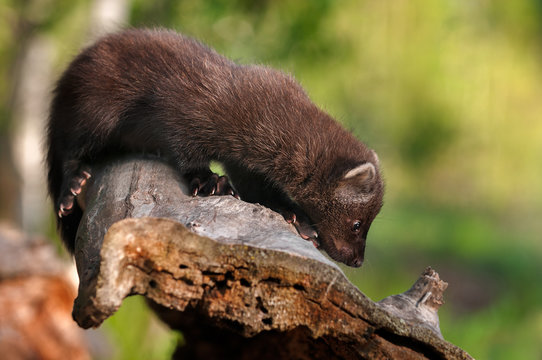 Young Fisher (Martes pennanti) Climbs Down Log