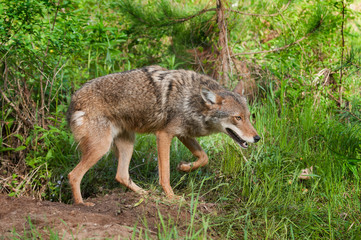 Naklejka na ściany i meble Coyote (Canis latrans) Prowls by Den