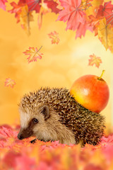 Igel mit Apfel auf dem Rücken im Herbstlaub