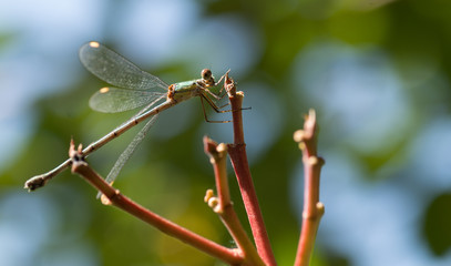 Libellule