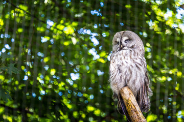 The Great Grey Owl or Lapland Owl, Strix nebulosa