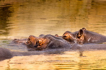 Fototapeta na wymiar African hippo in their natural habitat. Kenya. Africa.