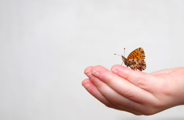 Fototapeta premium Butterfly in hand