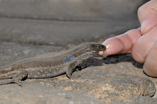 Tizon lizard in Tenerife, Canary Islands. Gallotia Galloti