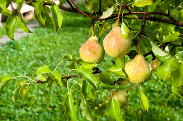 pears on the tree branches