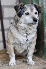 Old lonely guard dog sitting
